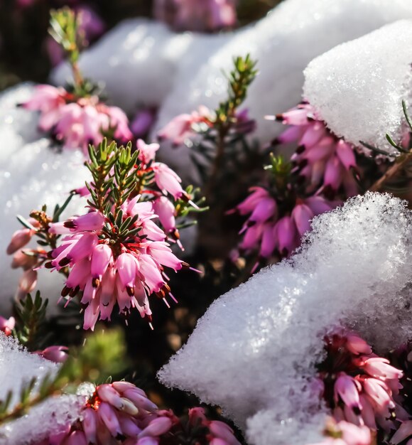 La fioritura rosa di erica carnea fiorisce la brughiera invernale e la neve nel giardino all'inizio della primavera floreale