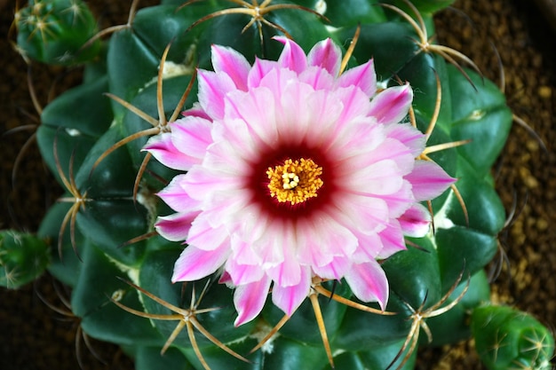 Blooming pink flower of Elephants Tooth on white background