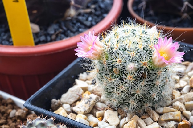 Blooming pink flower of Mammillaria