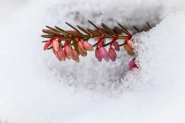 Blooming pink flowers Erica carnea Winter Heath in the snow Spring background gardening concept