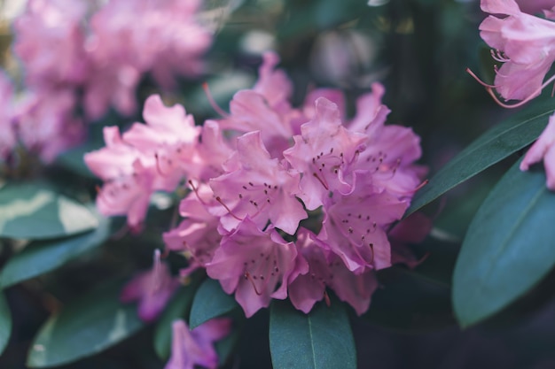 写真 シャクナゲの咲くピンクの花