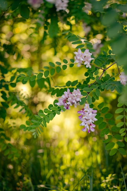 写真 ニセアカシアの咲くピンクの花