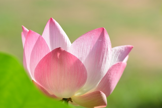 背景の緑の葉のクローズアップと咲くピンクの花