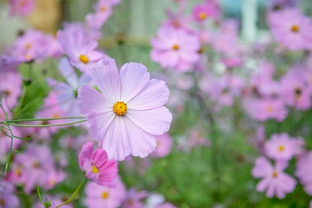 Цветущие розовые садовые цветы Cosmos bipinnatus на лугу. мягкий фокус