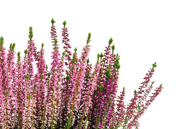 Blooming pink heather bush in pot.