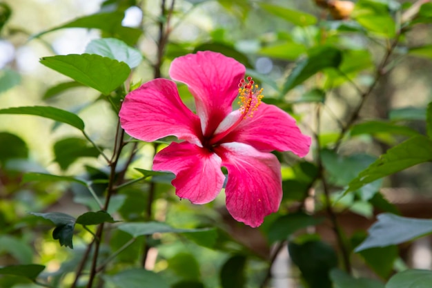 Цветущий розовый цветок гибискуса на садовом дереве
