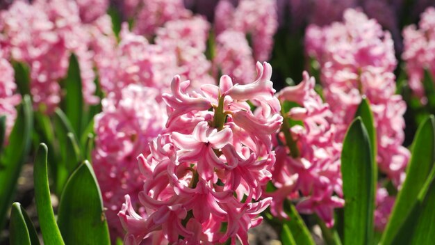 Blooming pink hyacinth on a flower bed in the park closeup colorful decorative flower in spring