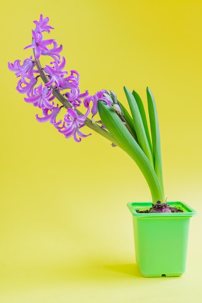 緑のプラスチック鍋に咲くピンクヒヤシンスの花