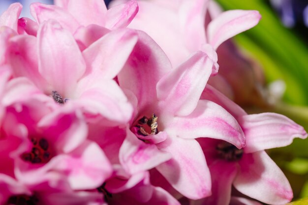 咲くピンクのヒヤシンスの花のクローズアップマクロ写真