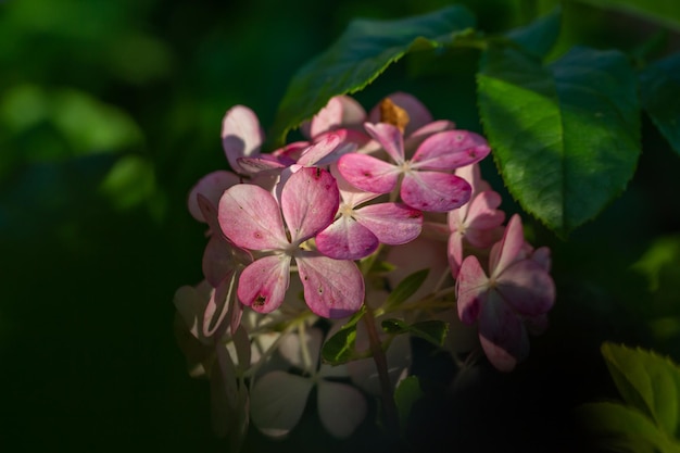 Фото Цветущие розовые цветы гортензии макросъемка в летний день