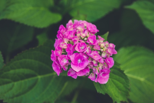 Blooming pink hydrangea or hortensia in garden