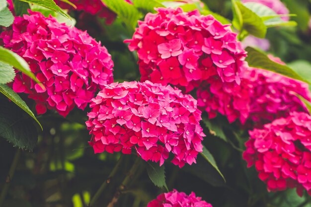 Blooming pink hydrangea or hortensia