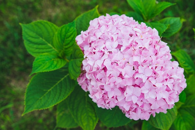 Blooming pink hydrangeas flowers close up spring is coming