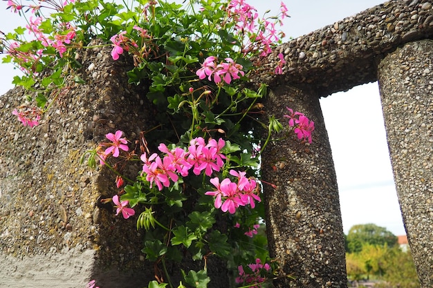 Blooming pink ivy geranium pelargonium vertical design of landscaping of streets and parks beautiful