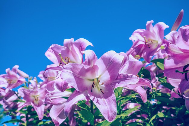 Blooming pink lilies against the blue sky