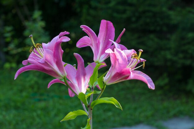 Blooming pink lilies in the garden closeup Bouquet of garden summer flowers