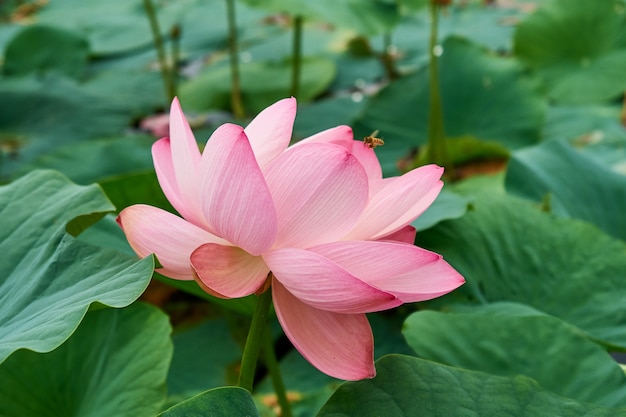 Цветущий розовый цветок лотоса на озере, красивый, редкий цветок