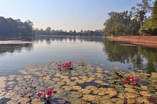 Blooming pink lotuses in the water on the pond