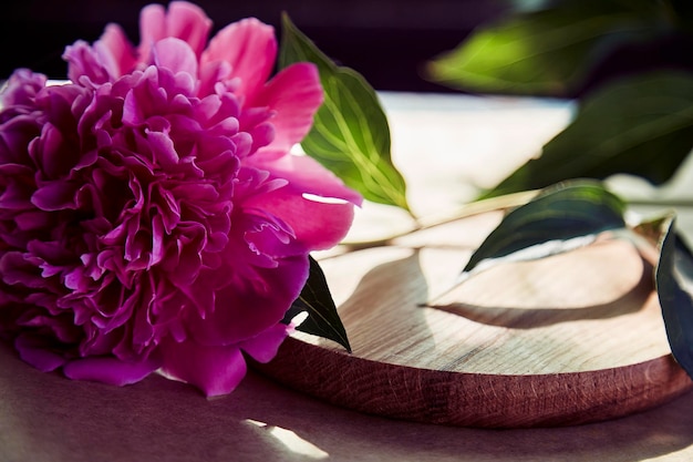 Blooming pink luxurious peony flower on wooden podium in hard shadows