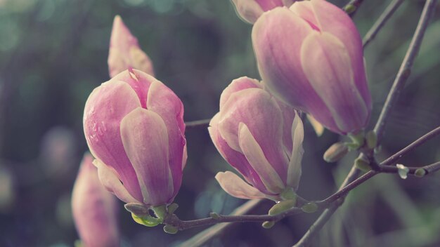 Blooming pink magnolia branches magnolia trees in the spring botanical garden