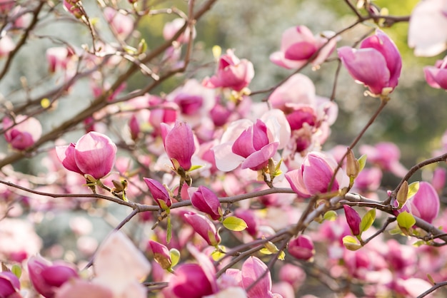 自然に咲くピンクのマグノリア。日の出のピンクのマグノリアの花