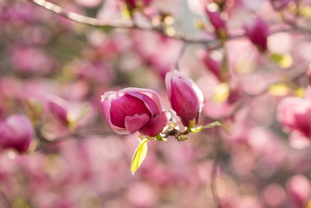 自然に咲くピンクのマグノリア。日の出のピンクのマグノリアの花