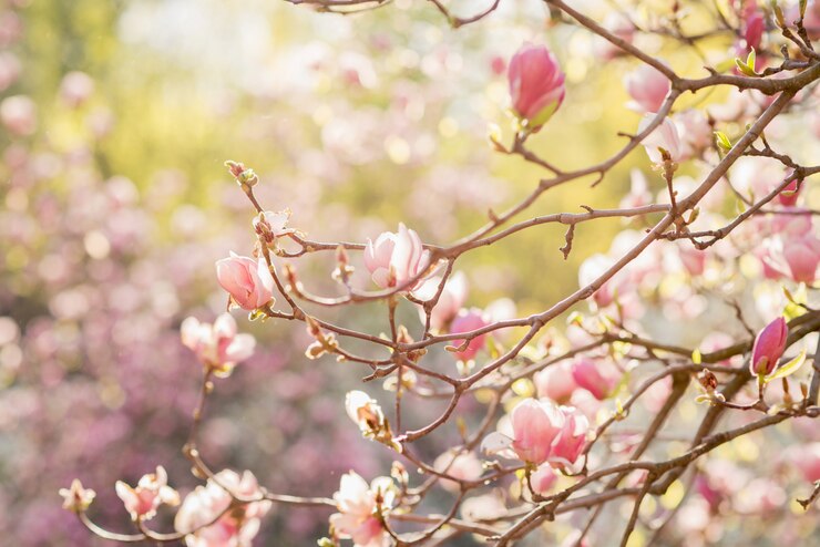 Photo 自然に咲くピンクのマグノリア。日の出のピンクのマグノリアの花