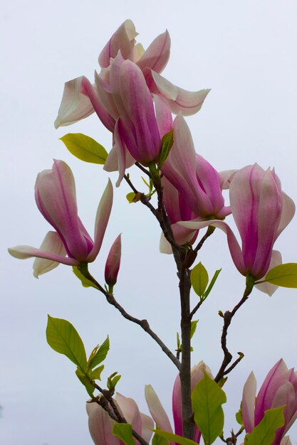 Blooming pink magnolias on branches