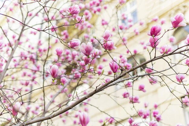 写真 ピンクのマグノリアの花が通りや家の庭にいています