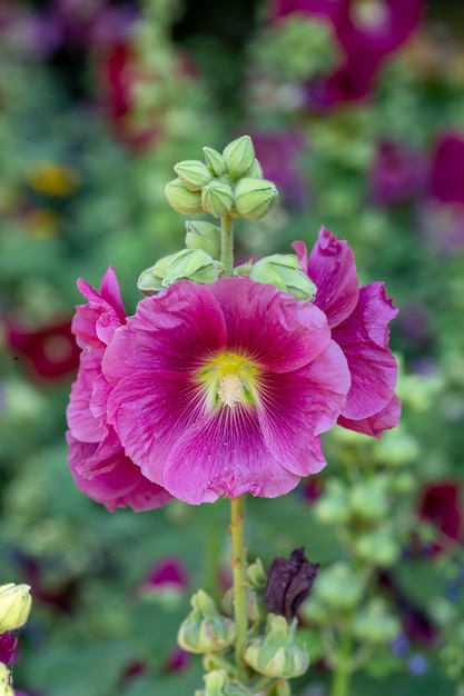 Fiore di malva rosa in fiore su sfondo verde in una fotografia macro di una soleggiata giornata estiva