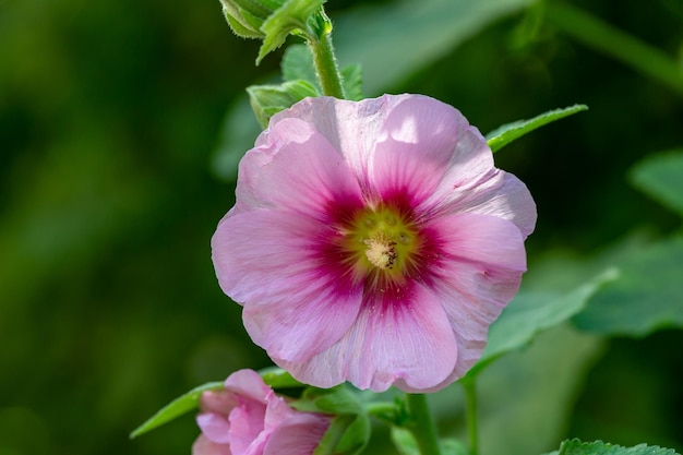 Blooming pink mallow flower on a green background on a sunny summer day macro photography