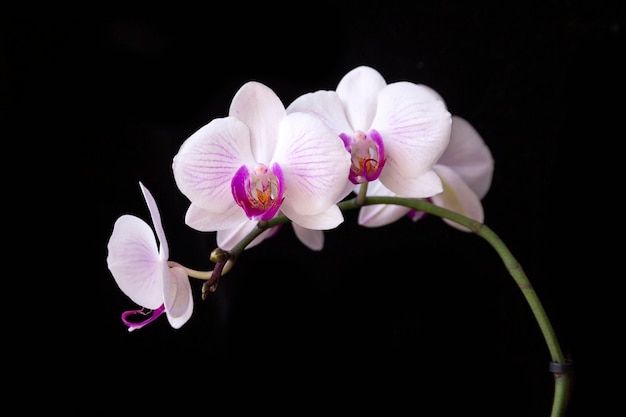 Blooming pink orchid on a black background. Home flowers, floriculture, hobbies.