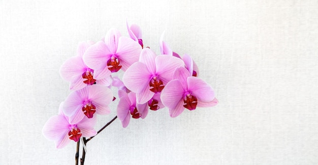 Blooming pink orchid on a light background with copy space Floriculture house plants hobby