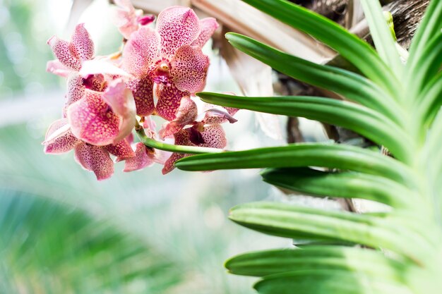 Fioritura di orchidee rosa e sfondo di piante tropicali