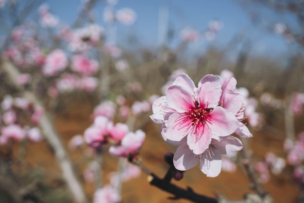 ぼかしの背景に咲くピンクの桃の花