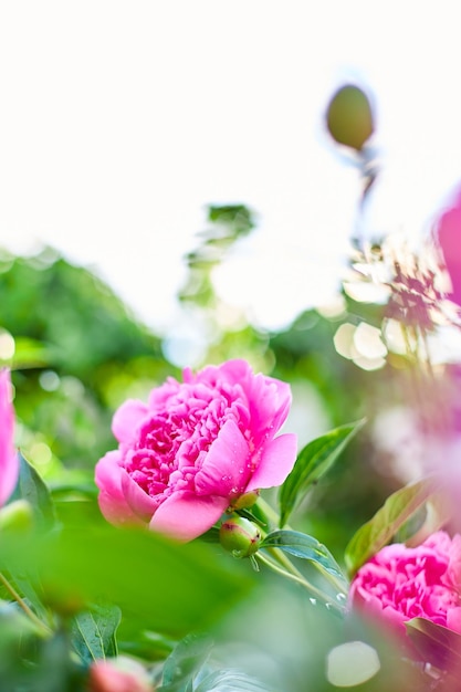 Blooming pink peonies in a flower garden on a summer sunny day