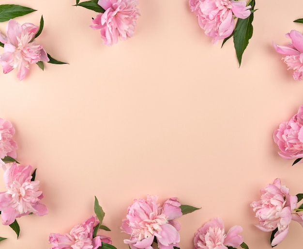 Blooming pink peony buds on a peach background