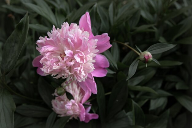 Blooming pink peony bush among the leaves copy space.