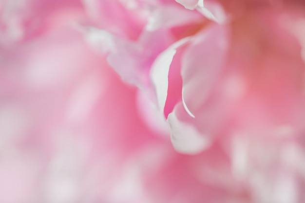 Blooming pink peony flower Beautiful flower background