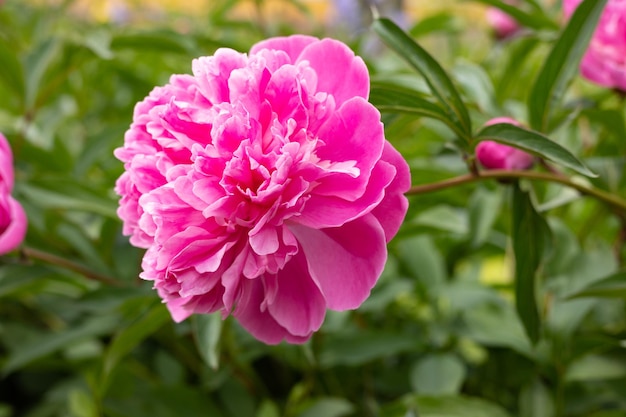 Photo blooming pink peony in a flower bed