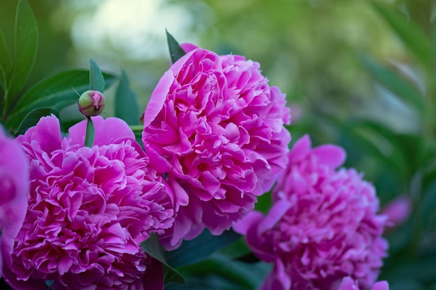 Blooming pink peony flower Pink flowers peonies flowering Peonies summer blossom Beautiful fragrant peonies flowers