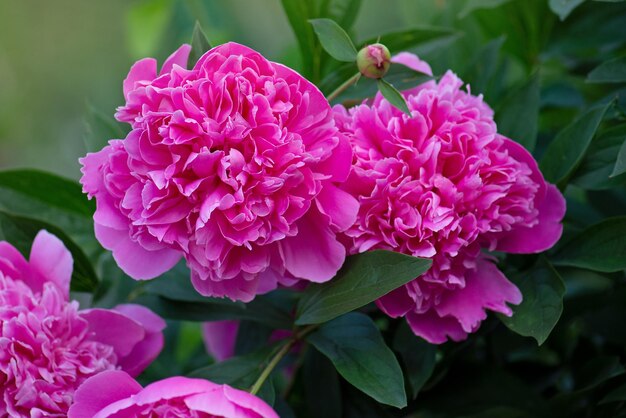 Blooming pink peony flower Pink flowers peonies flowering