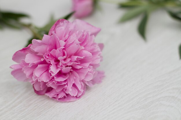 Blooming pink peony flower on white 