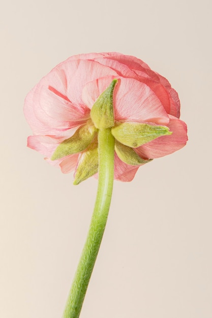 Blooming pink ranunculus flower