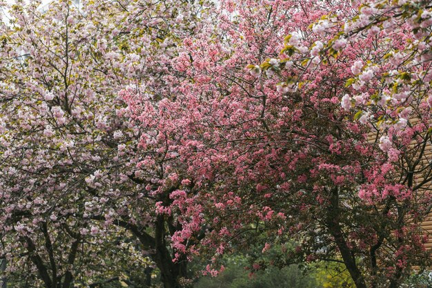 봄 꽃이 만발한 공원에서 분홍색과 빨간색 일본 꽃게 사과와 벚꽃 나무