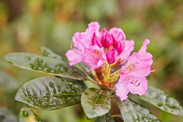 Blooming pink rhododendron azalea