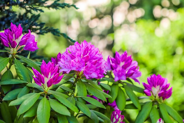 Blooming pink rhododendron flowers in spring gardening concept flower background