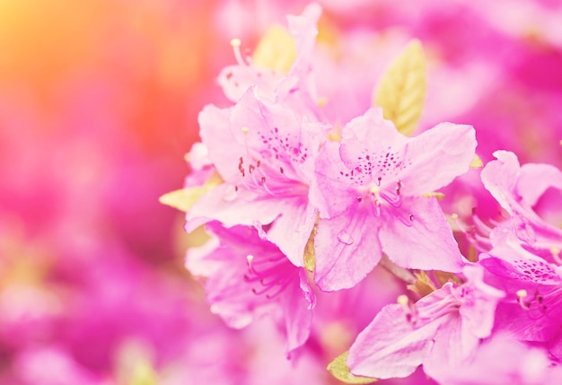 Photo blooming pink rhododendron in the garden