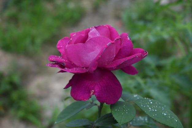 Blooming pink rose flower in the garden