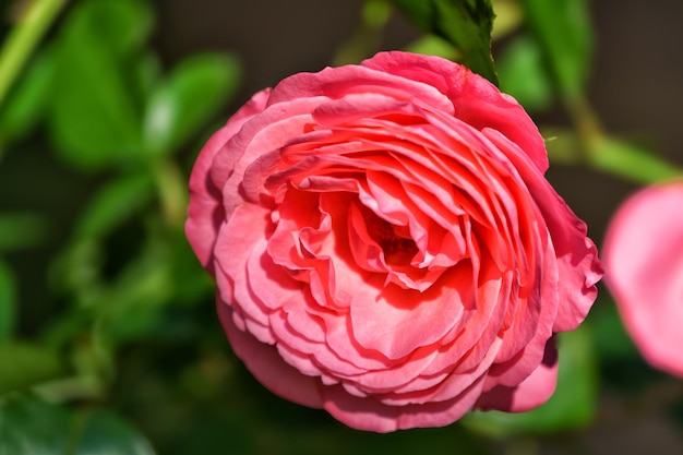 Фото Цветущий розовый цветок в саду закрывается